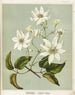 Puawananga Clematis indivisa, Planche 1 - Sarah Featon — visning af kunstværket