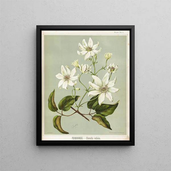 Puawananga Clematis indivisa, Planche 1 - Sarah Featon — indrammet kunstværk på væggen
