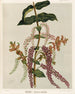 Tupakihi Coriaria ruscifolia, Planche 25 - Sarah Featon — visning af kunstværket