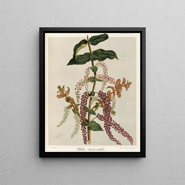 Tupakihi Coriaria ruscifolia, Planche 25 - Sarah Featon — indrammet kunstværk på væggen