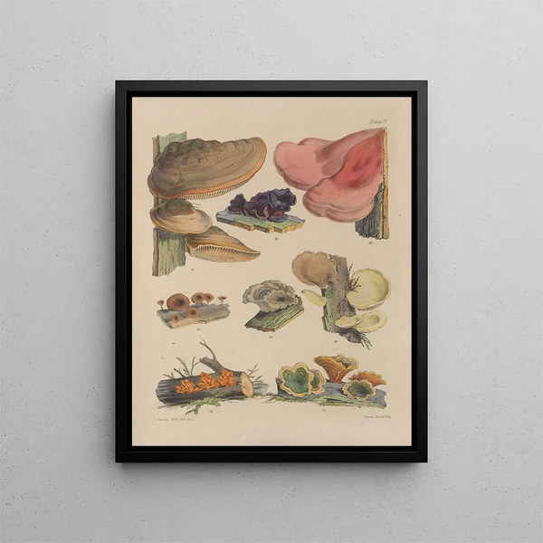 Sarah Price - Illustrations of the fungi of our fields and woods Pl04.webp