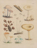 Illustrations des champignons de nos champs et de nos bois Pl10 - Sarah Price — visning af kunstværket