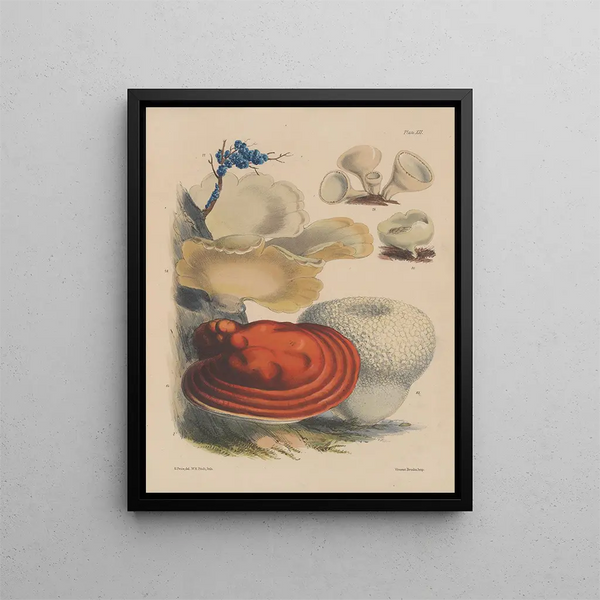 Sarah Price - Illustrations of the fungi of our fields and woods Pl12.webp