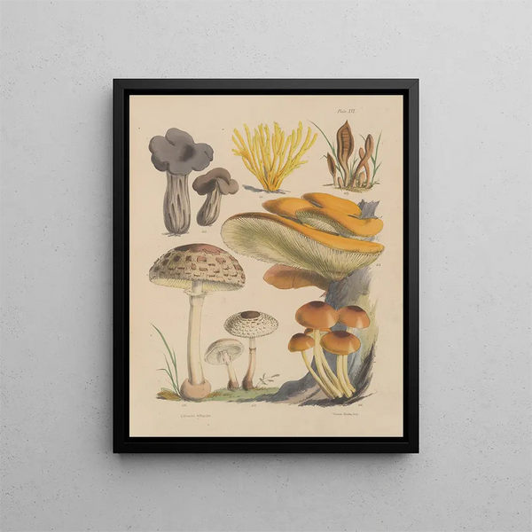 Sarah Price - Illustrations of the fungi of our fields and woods Pl16.webp