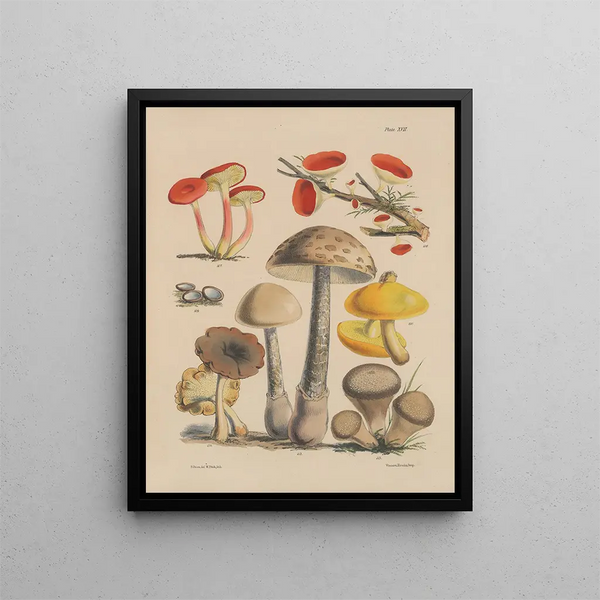 Sarah Price - Illustrations of the fungi of our fields and woods Pl17.webp