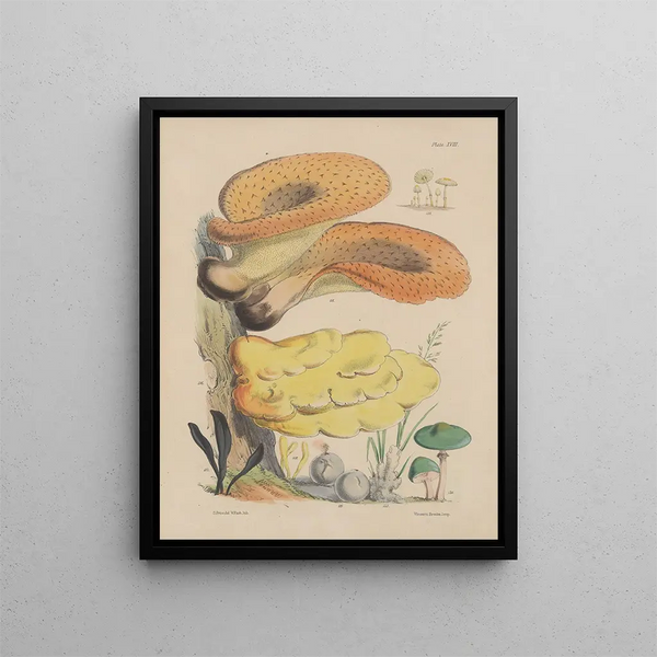 Sarah Price - Illustrations of the fungi of our fields and woods Pl18.webp
