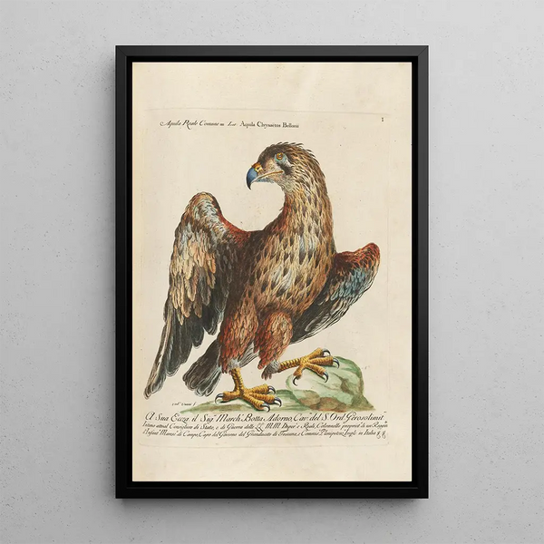 Ornithologisk kunsttryk metodisk arrangeret Pl001 - Saverio Manetti — indrammet kunstværk på væggen