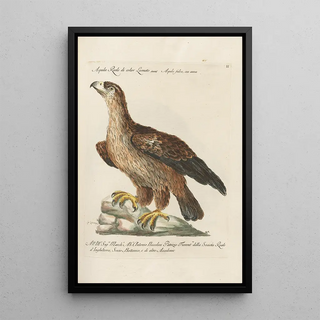 Saverio Manetti - Ornithologia methodice digesta Pl002.webp