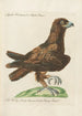 Ornithologie metodisk arrangeret Pl005 - Saverio Manetti — visning af kunstværket
