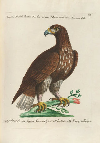 Saverio Manetti - Ornithologia methodice digesta Pl007.webp
