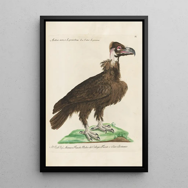 Ornithologie metodisk arrangeret Pl009 - Saverio Manetti — indrammet kunstværk på væggen