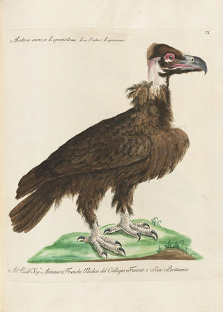 Saverio Manetti - Ornithologia methodice digesta Pl009.webp