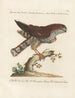 Ornithologie metodisk fordøjet Pl019 - Saverio Manetti — visning af kunstværket