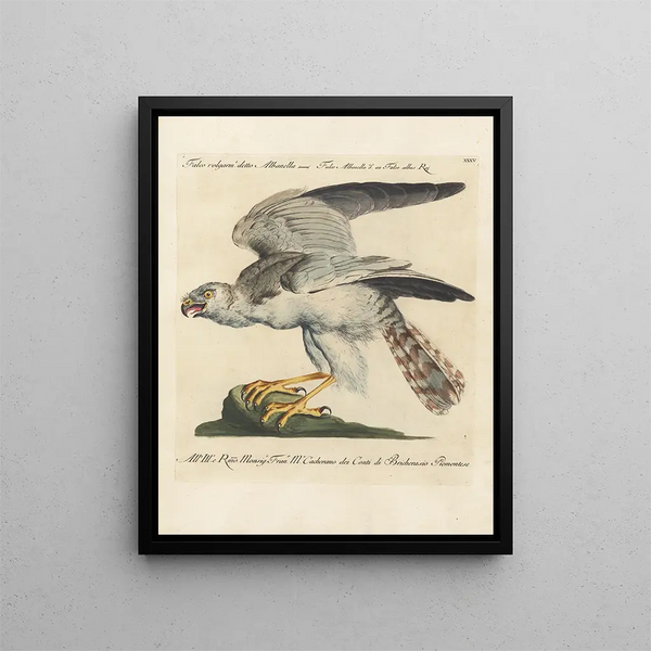 Saverio Manetti - Ornithologia methodice digesta Pl035.webp