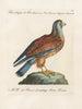 Ornithologie metodisk fordøjet Pl052 - Saverio Manetti — visning af kunstværket