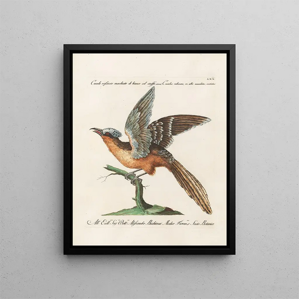 Saverio Manetti - Ornithologia methodice digesta Pl070.webp
