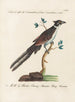 Ornithologie metodisk fordøjet Pl074 - Saverio Manetti — visning af kunstværket