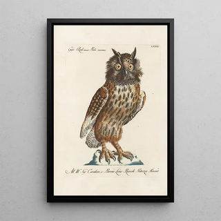 Saverio Manetti - Ornithologia methodice digesta Pl081.webp