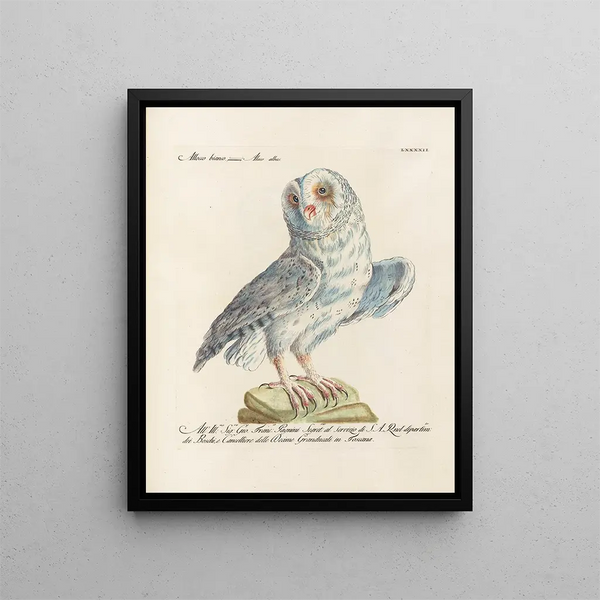 Saverio Manetti - Ornithologia methodice digesta Pl092.webp