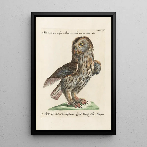 Ornithologisk kunsttryk metodisk arrangeret Pl094 - Saverio Manetti — indrammet kunstværk på væggen