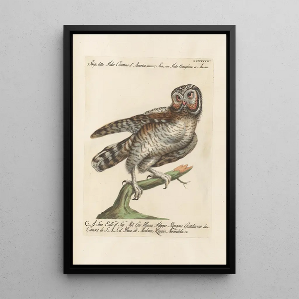 Ornithologie metodisk arrangeret Pl098 - Saverio Manetti — indrammet kunstværk på væggen
