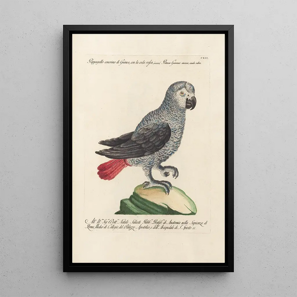 Ornithologie metodisk arrangeret Pl112 - Saverio Manetti — indrammet kunstværk på væggen