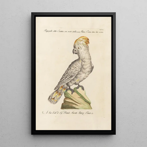 Ornithologie metodisk arrangeret Pl117 - Saverio Manetti — indrammet kunstværk på væggen