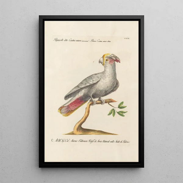 Ornithologie metodisk arrangeret Pl119 - Saverio Manetti — indrammet kunstværk på væggen
