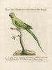 L'ornithologie metodisk fordøjet Pl123 - Saverio Manetti — visning af kunstværket