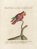 Ornithologie metodisk fordøjet Pl128 - Saverio Manetti — visning af kunstværket
