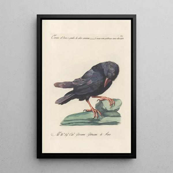 Ornithologia methodice digesta Pl147 - Saverio Manetti — indrammet kunstværk på væggen