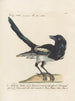 Ornithologie metodisk fordøjet Pl152 - Saverio Manetti — visning af kunstværket