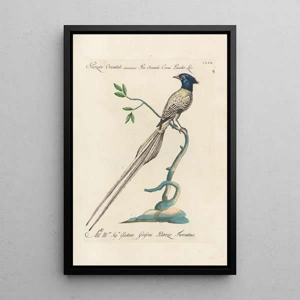 Ornithologia methodice digesta Pl154 - Saverio Manetti — indrammet kunstværk på væggen