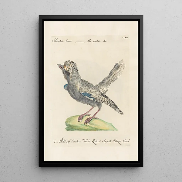 Ornithologia methodice digesta Pl157 - Saverio Manetti — indrammet kunstværk på væggen