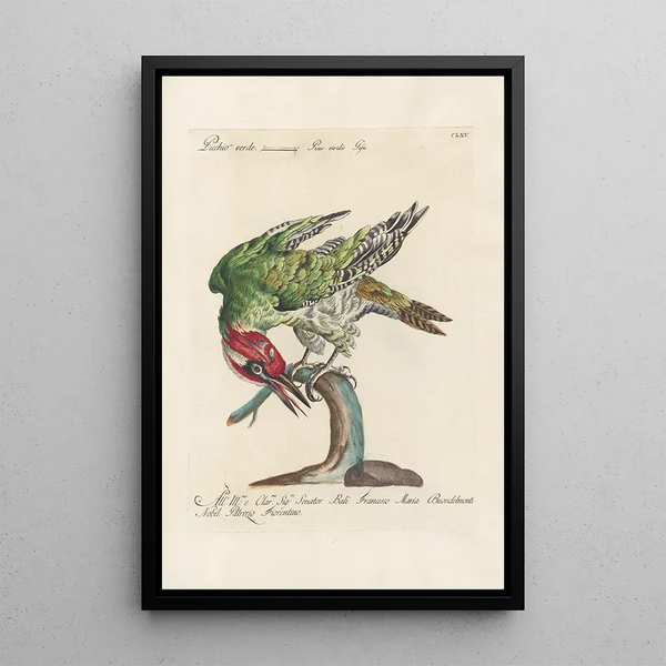 Ornithologia methodice digesta Pl160 - Saverio Manetti — indrammet kunstværk på væggen