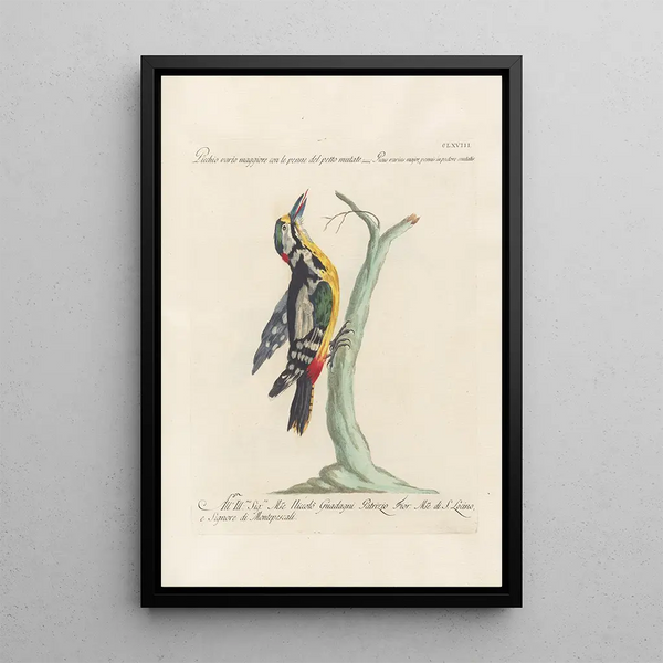 Ornithologia methodice digesta Pl163 - Saverio Manetti — indrammet kunstværk på væggen