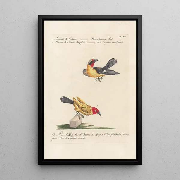 Ornithologia methodice digesta Pl176 - Saverio Manetti — indrammet kunstværk på væggen