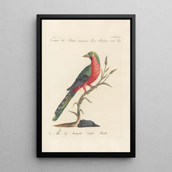 Ornithologia methodice digesta Pl178 - Saverio Manetti — indrammet kunstværk på væggen