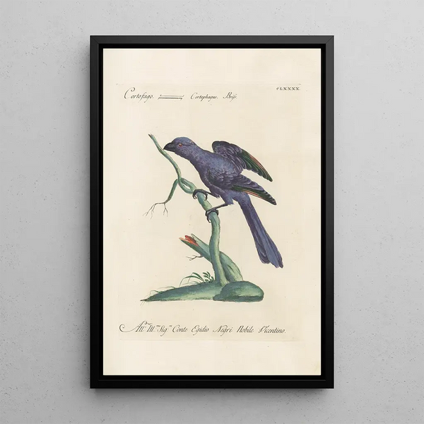 Ornithologia methodice digesta Pl181 - Saverio Manetti — indrammet kunstværk på væggen