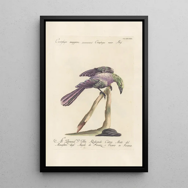 Ornithologia methodice digesta Pl182 - Saverio Manetti — indrammet kunstværk på væggen