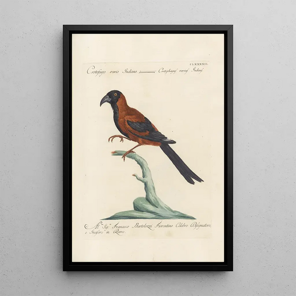 Ornithologia methodice digesta Pl183 - Saverio Manetti — indrammet kunstværk på væggen