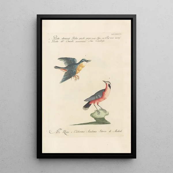 Ornithologia methodice digesta Pl184 - Saverio Manetti — indrammet kunstværk på væggen
