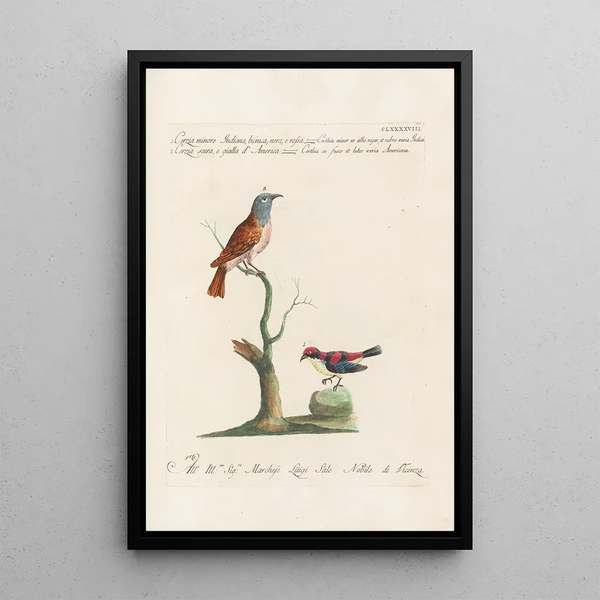 Ornithologia methodice digesta Pl185 - Saverio Manetti — indrammet kunstværk på væggen