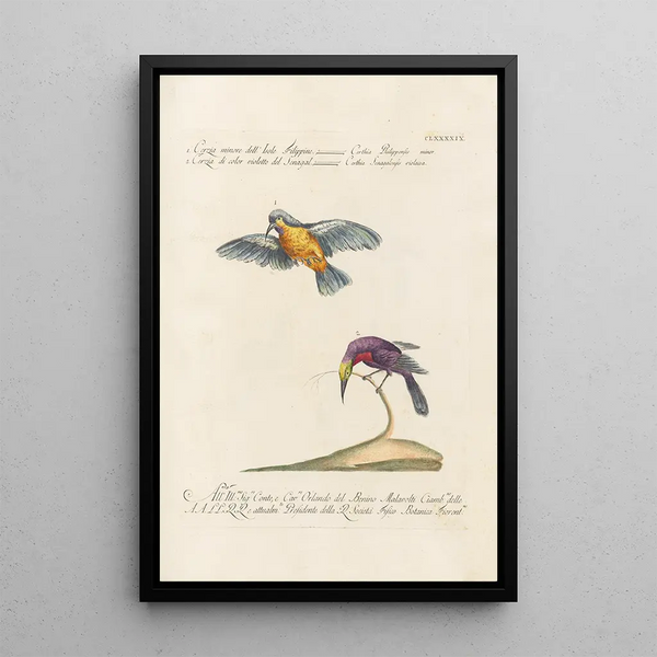 Ornithologia methodice digesta Pl186 - Saverio Manetti — indrammet kunstværk på væggen