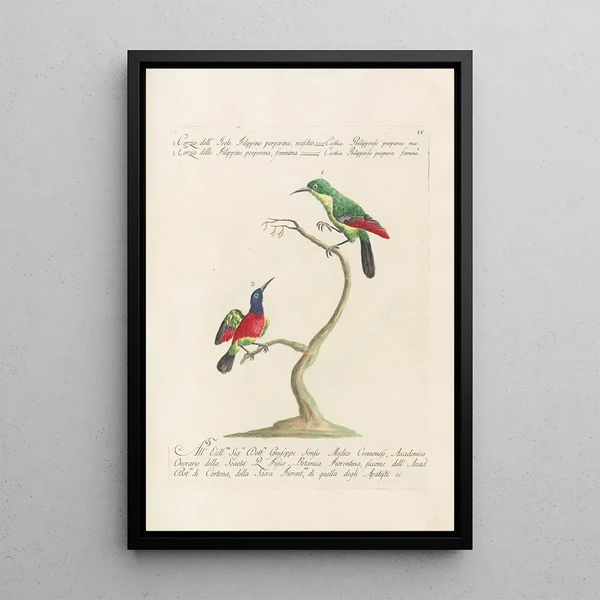 Ornithologia methodice digesta Pl187 - Saverio Manetti — indrammet kunstværk på væggen