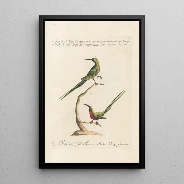 Ornithologia methodice digesta Pl188 - Saverio Manetti — indrammet kunstværk på væggen