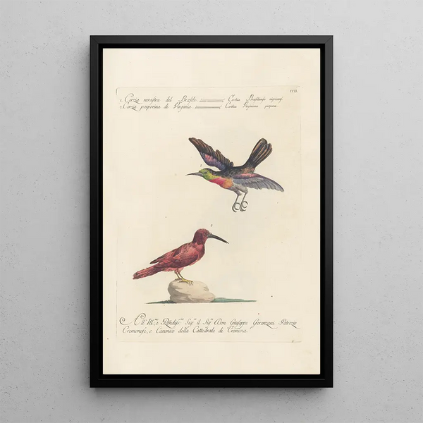 Ornithologia methodice digesta Pl189 - Saverio Manetti — indrammet kunstværk på væggen