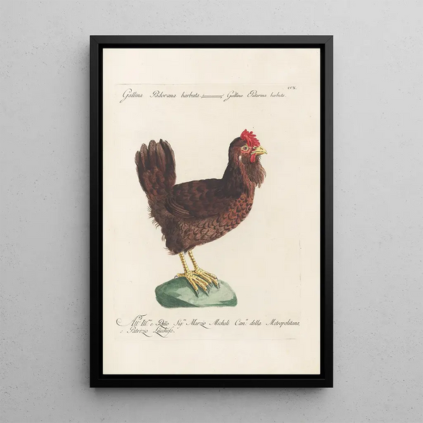 Ornithologia methodice digesta Pl192 - Saverio Manetti — indrammet kunstværk på væggen