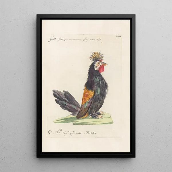 Ornithologia methodice digesta Pl198 - Saverio Manetti — indrammet kunstværk på væggen