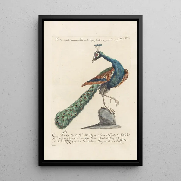 Ornithologia methodice digesta Pl199 - Saverio Manetti — indrammet kunstværk på væggen